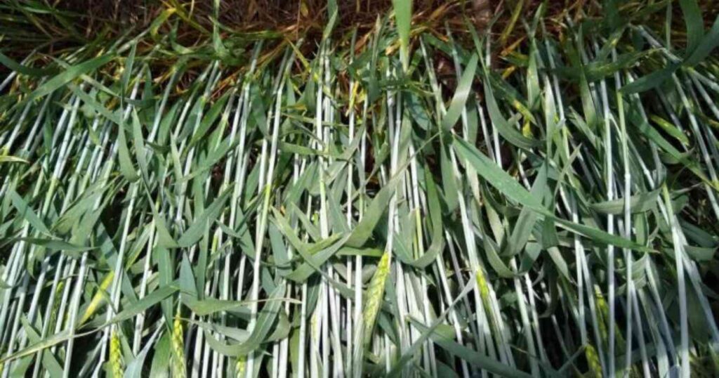 Agricultura, fungicida
