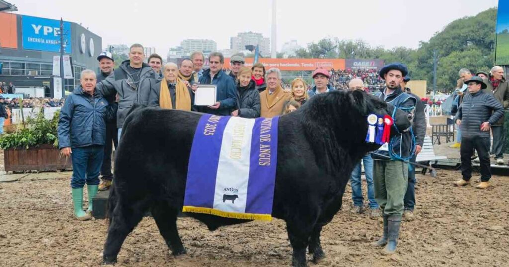 Ganadería, toro, angus