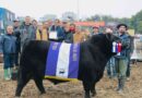 Ganadería, toro, angus
