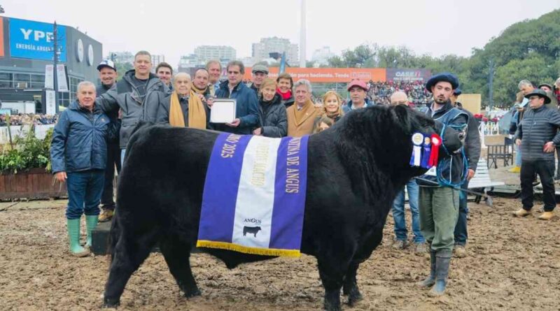 Ganadería, toro, angus