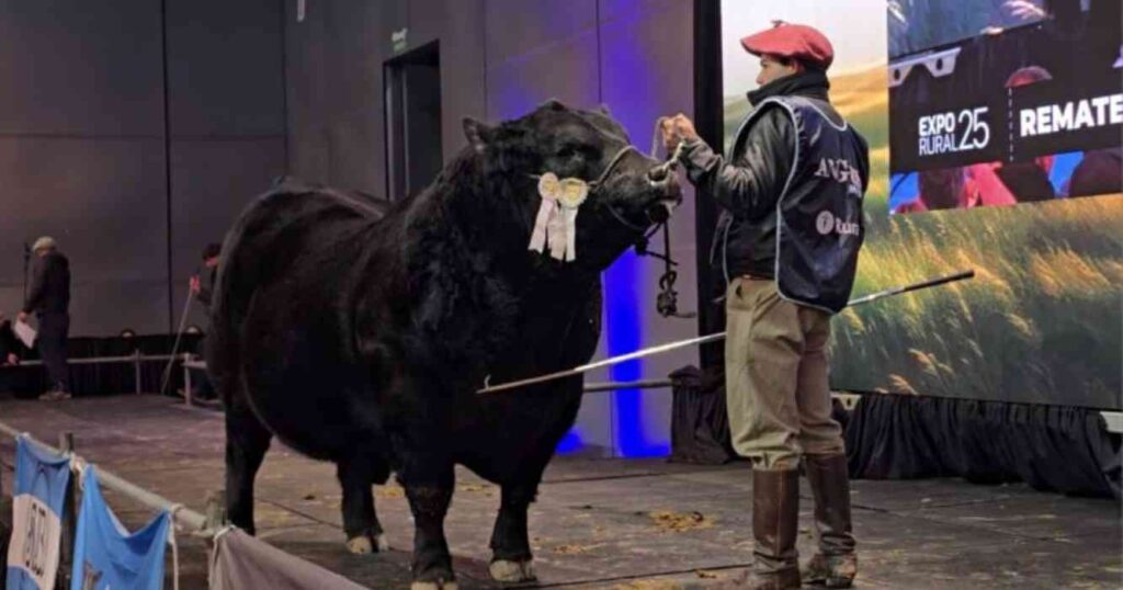 Ganadería, toro, angus, ganadería, genética