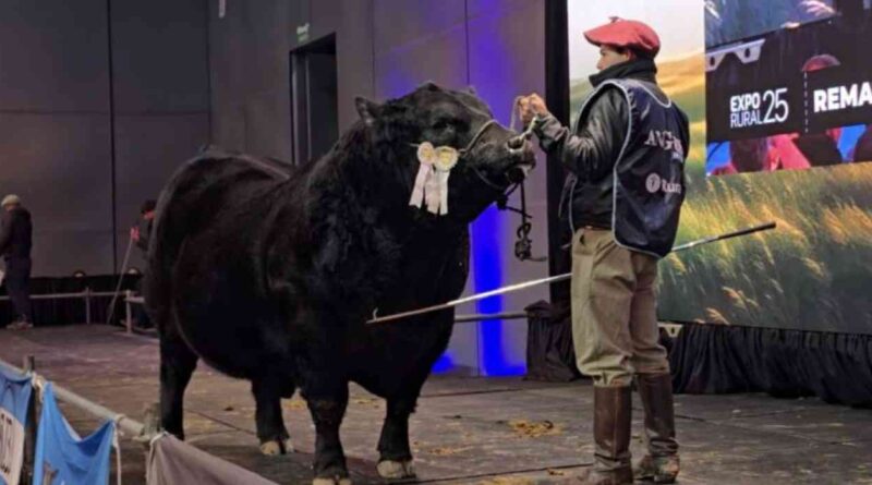 Ganadería, toro, angus