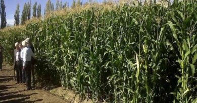 Agricultura, maíz, Patagonia