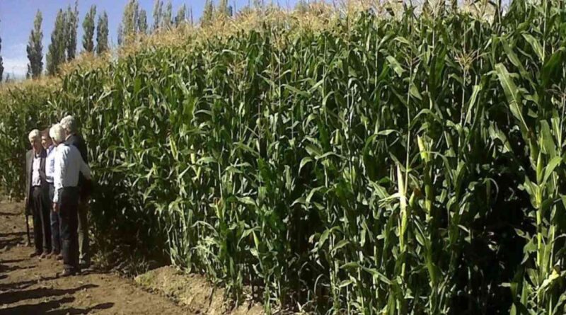 Agricultura, maíz, Patagonia