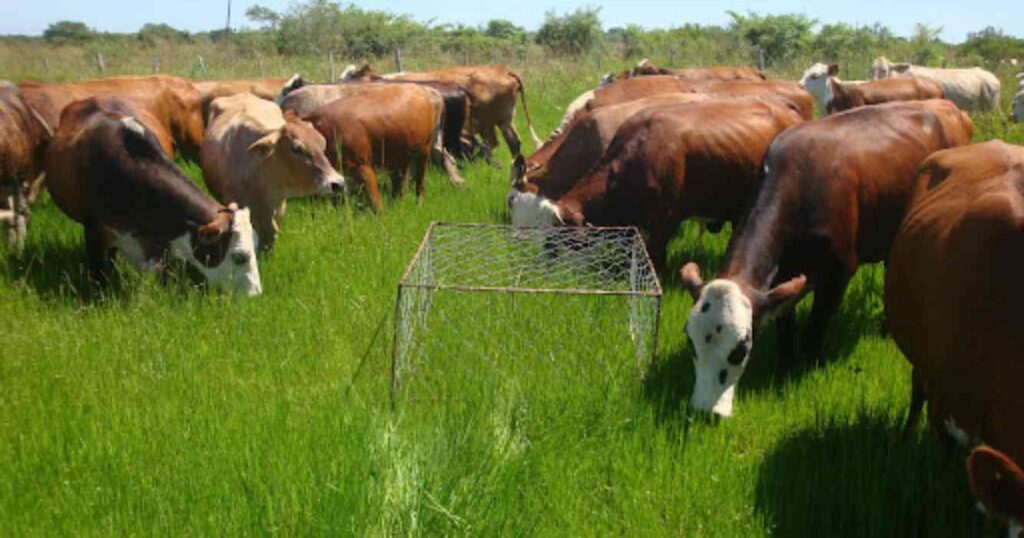 Ganadería, INTA, pasto, nilo