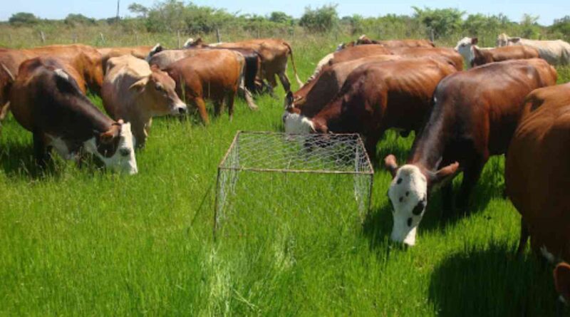 Ganadería, INTA, pasto, nilo