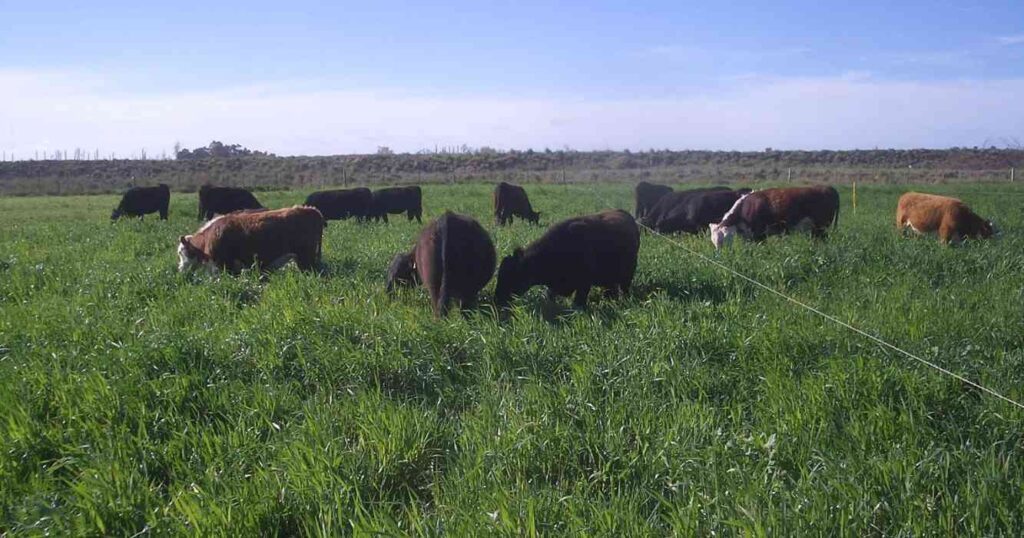Ganadería, INTA, pasto, nilo