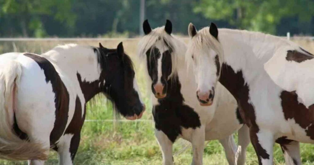 Caballos, Gypsy Vanner