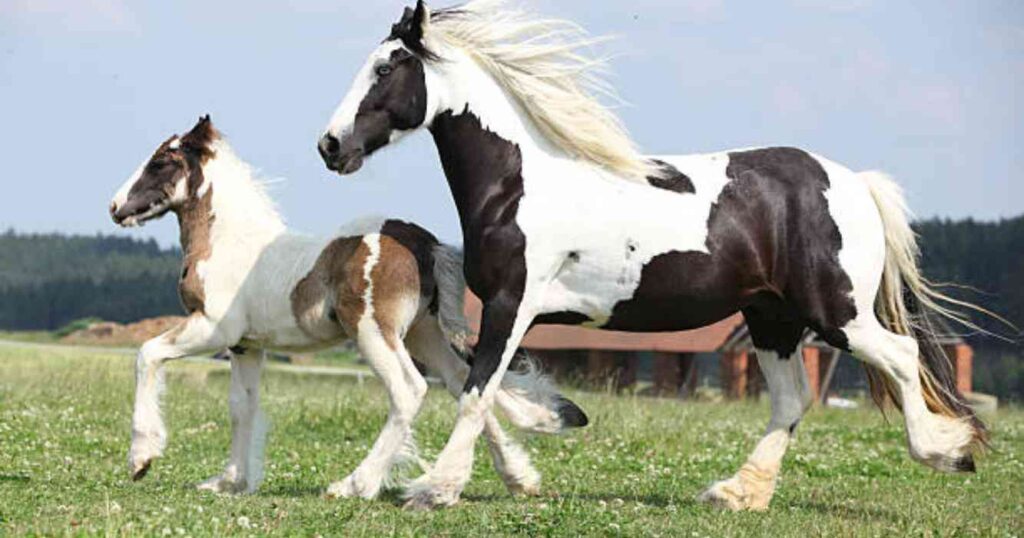Caballos, Gypsy Vanner