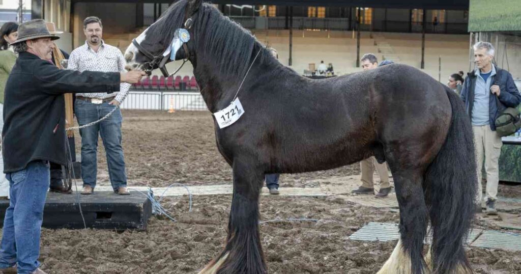 Caballos, Gypsy Vanner