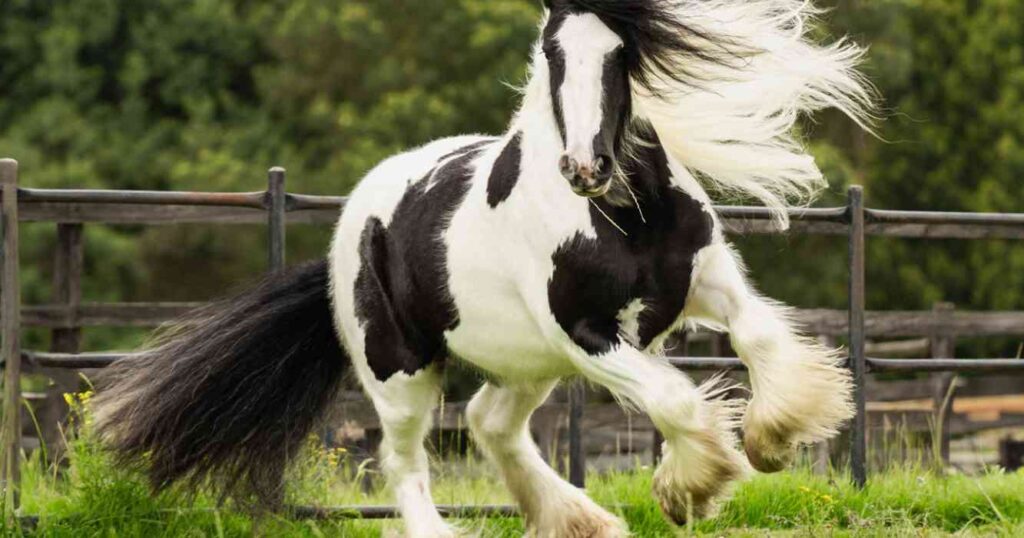 Caballos, Gypsy Vanner