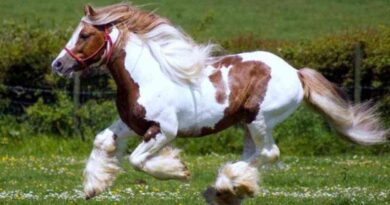Caballos, Gypsy Vanner