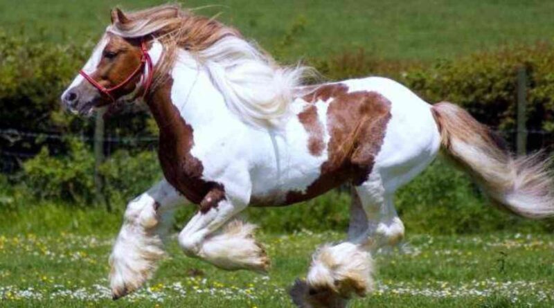 Caballos, Gypsy Vanner