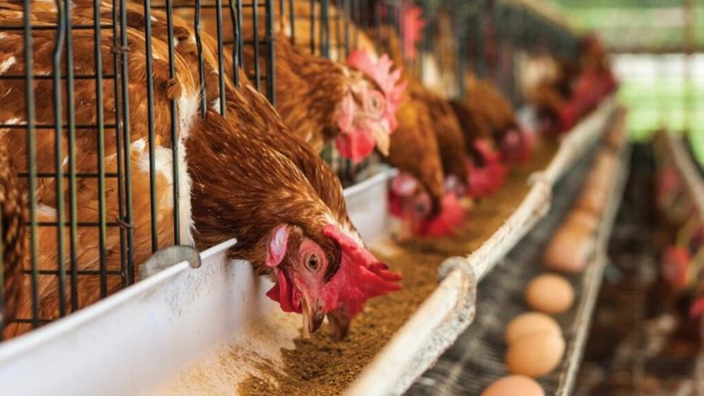 Avícola Genética Argentina, Avicultura, Gallinas