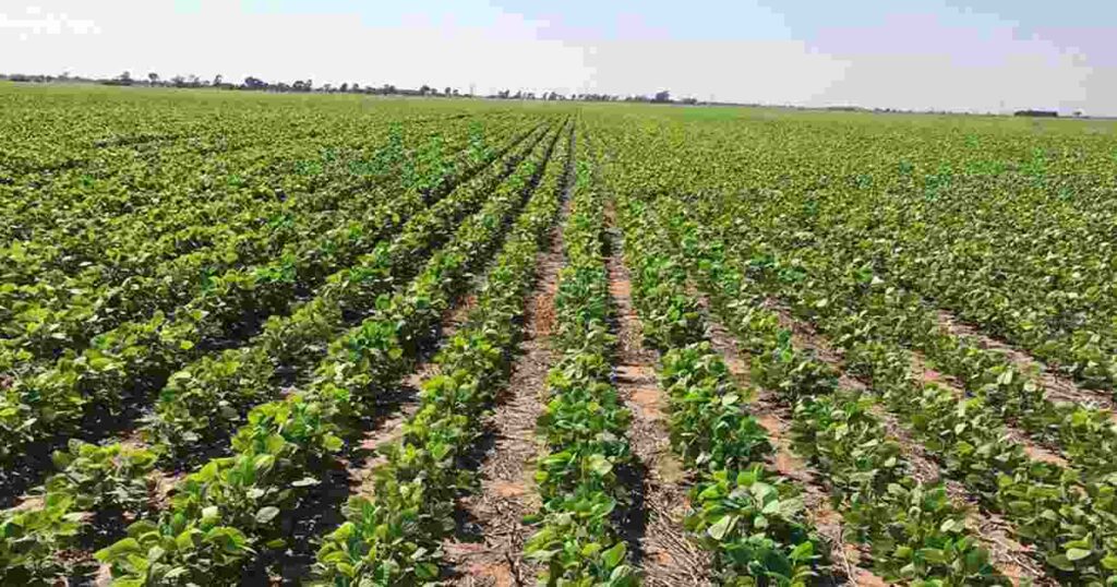 Biofertilizante, Ciencia, Soja, Productividad