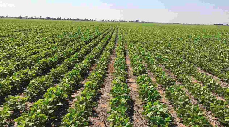 Biofertilizante, Ciencia, Soja, Productividad