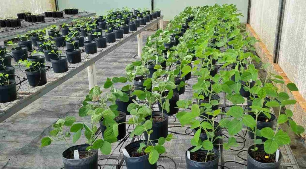 Biofertilizante, Soja, Ciencia, Agricultura