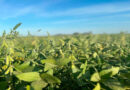 Biofertilizante, Soja, Conicet, Ciencia