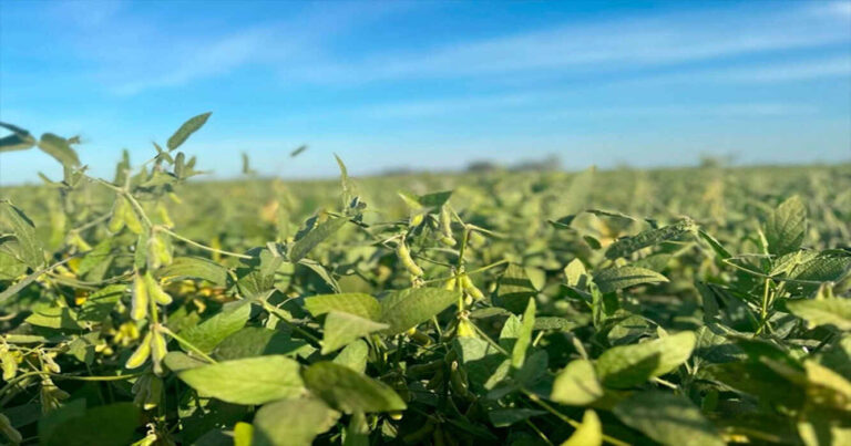 Biofertilizante, Soja, Conicet, Ciencia