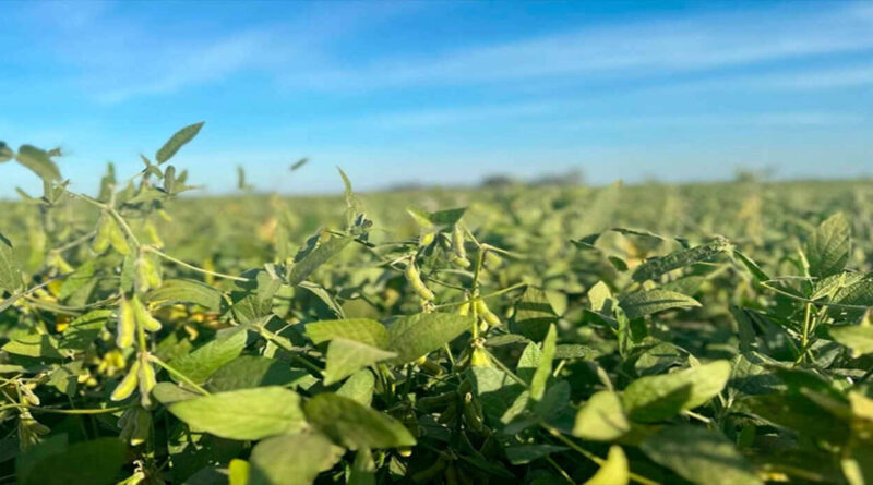Biofertilizante, Soja, Conicet, Ciencia