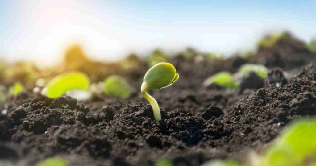 Biofertilizante, Soja, Productividad