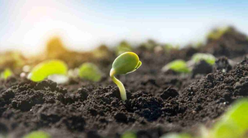 Biofertilizante, Soja, Productividad, abonos líquidos fermentados