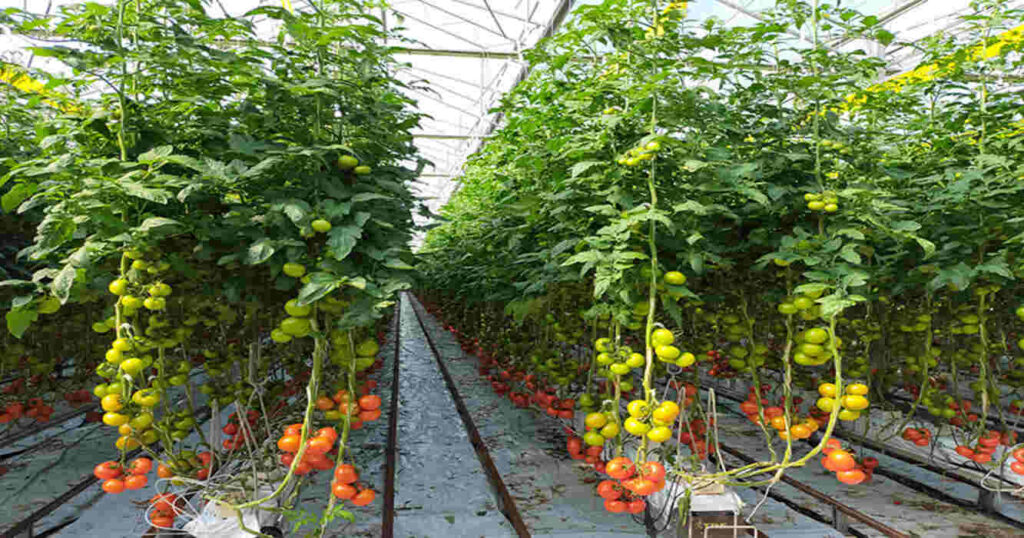 Biofortificación, Alimentos, Nutrición