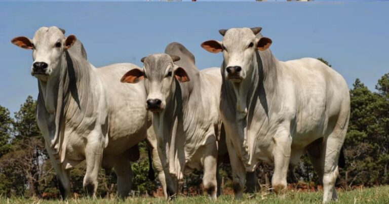 Brahman, Ganadería, Norte