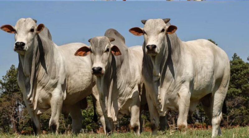 Brahman, Ganadería, Norte
