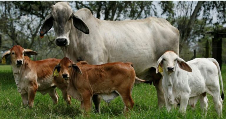 Brahman, Ganadería, Norte, Razas