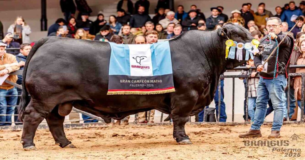 ganadería, genética, Brangus, Toro, Ganadería, Remate