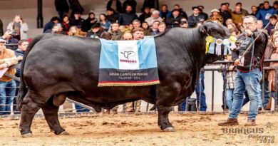 Brangus, Toro, Ganadería, Remate