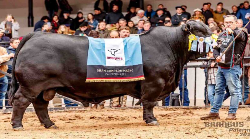 Brangus, Toro, Ganadería, Remate