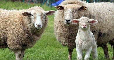 Cordero Patagónico, Ovino, Patagonia, manejo ovino