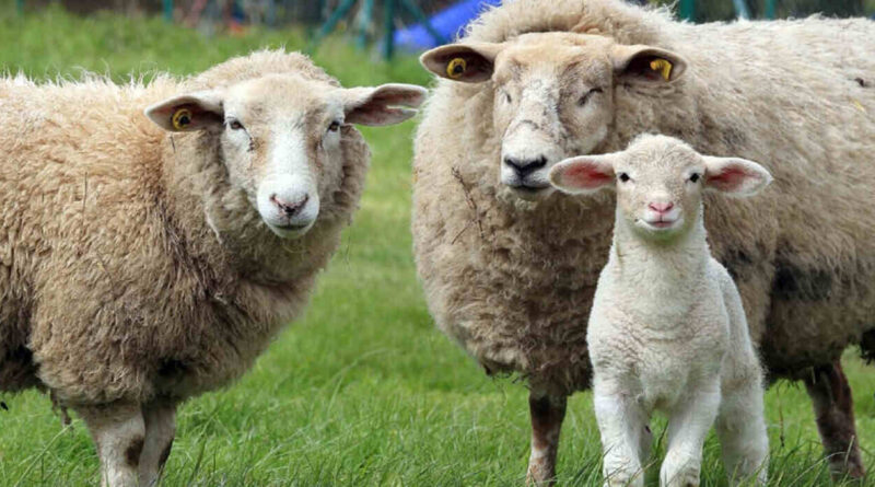 Cordero Patagónico, Ovino, Patagonia, manejo ovino