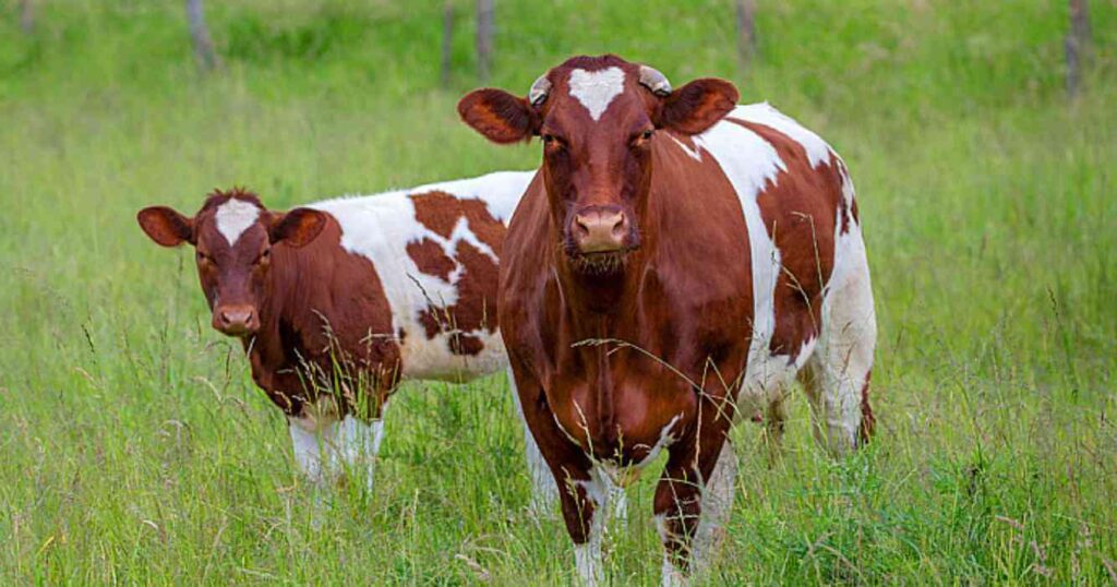 Ganadería, Maine-anjou