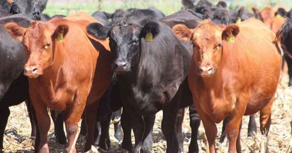 Ganadería, cría, Retenciones, Mesa de Carne Bovina y Bubalina