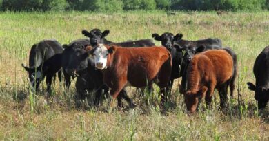agro, Ganadería, exportaciones, Pergamino