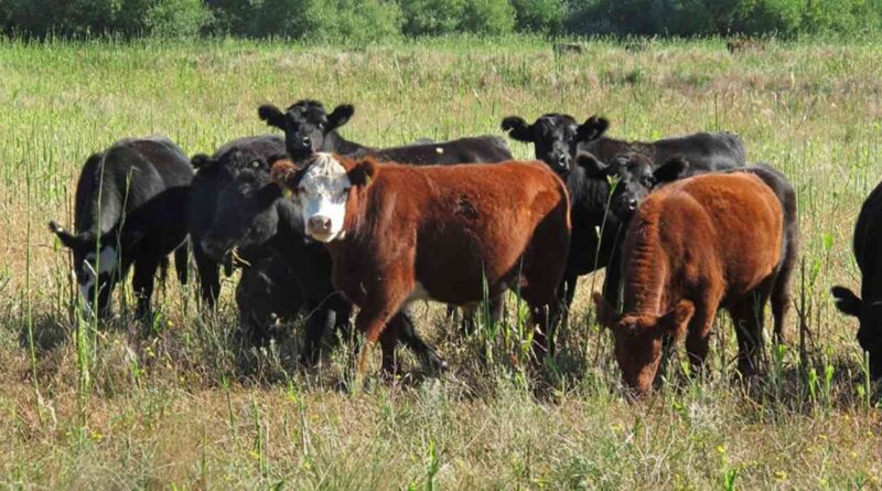 agro, Ganadería, exportaciones, Pergamino