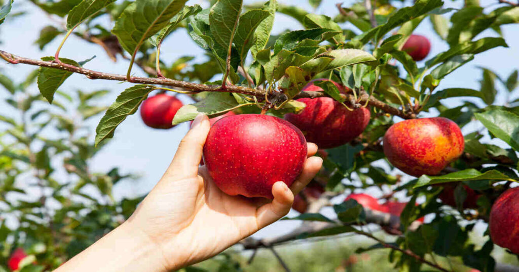 Fruta, Manzanas, Cosecha