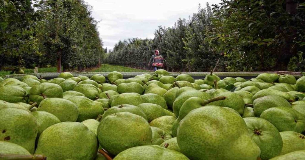 Fruta, Pera, Producción