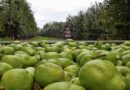 Fruta, Pera, Producción, Peras y Manzanas