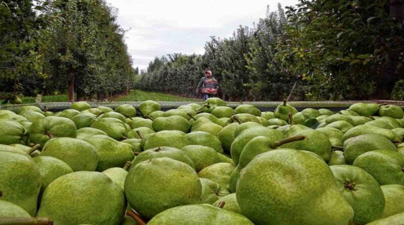 Fruta, Pera, Producción, Peras y Manzanas