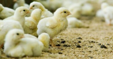 Genética Avícola, Exportaciones, Avicultura