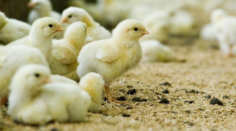 Genética Avícola, Exportaciones, Avicultura