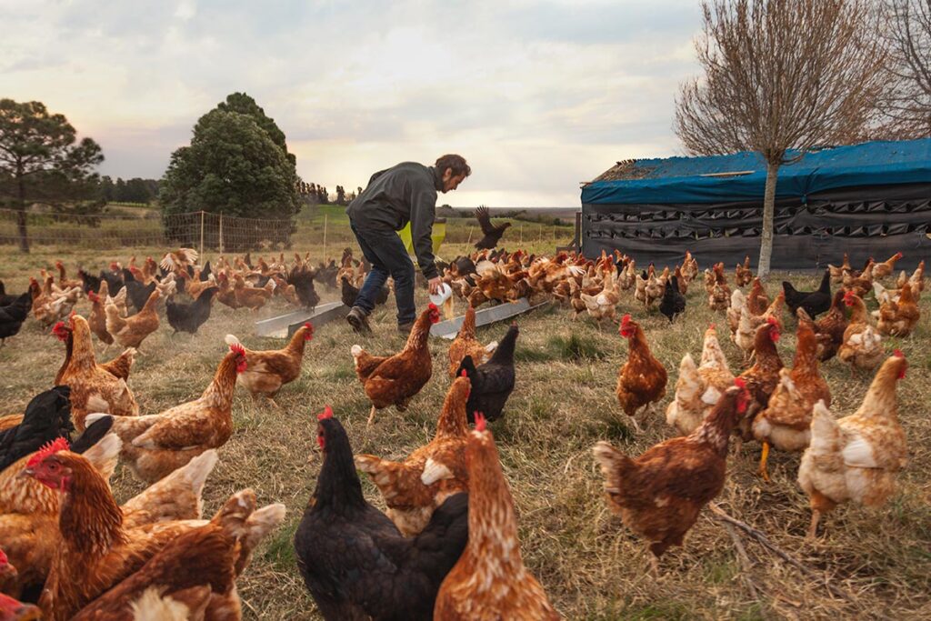 Genética Avícola, Gallinas, Avicultura