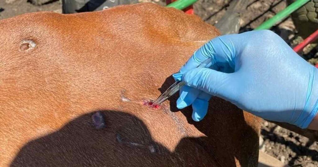 Gusano Barrenador, Ganadería, Estados Unidos