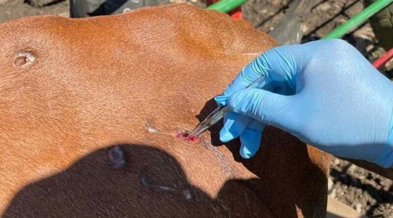 Gusano Barrenador, Ganadería, Estados Unidos