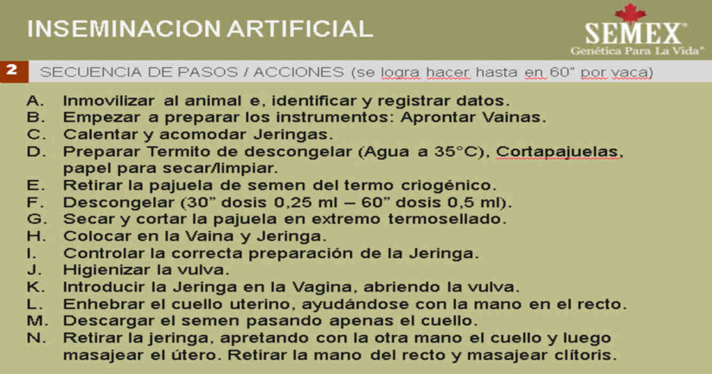 Inseminación Artificial, Pasos