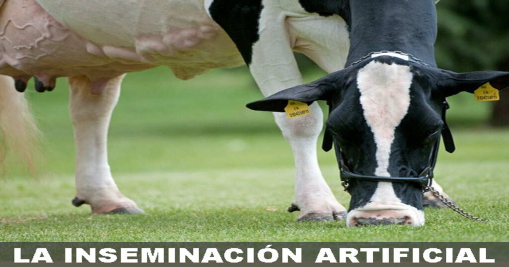 Inseminación Artificial, Vacas